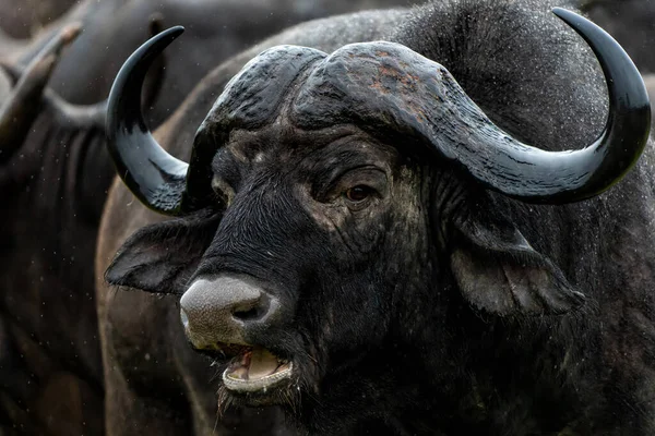 Güney Afrika 'daki Kruger Ulusal Parkı' nda yağmur altında duran bir bufalonun portresi.