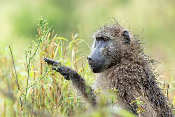 stock image Baboon searching for food in the rain in the green season in the Kruger National Park in South Africa