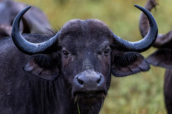 Portrait Buffalo Standing Rain Kruger National Park South Africa — Stok Foto