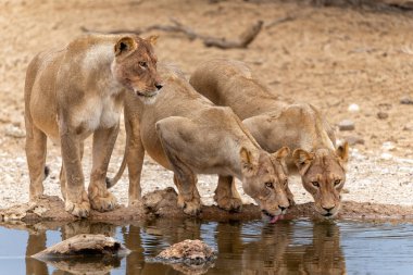 Güney Afrika 'daki Kgalagadi Transfrontier Parkı' ndaki Nossob su birikintisinde aslanlar içiyor.
