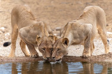 Güney Afrika 'daki Kgalagadi Transfrontier Parkı' ndaki Nossob su birikintisinde aslanlar içiyor.