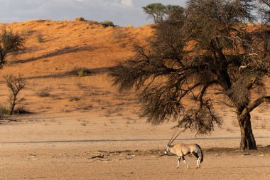 Afrika antilobu veya Afrika antilobu (Oryx gazella) Güney Afrika 'daki Kgalagadi Transfrontier Parkı' nın kuru kırmızı kumullarında yiyecek arar.