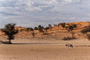 Afrika antilobu veya Afrika antilobu (Oryx gazella) Güney Afrika 'daki Kgalagadi Transfrontier Parkı' nın kuru kırmızı kumullarında yiyecek arar.