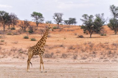 Zürafa erkeği, bulutlar ve Güney Afrika 'daki Kgalagadi Sınır Bilim Parkı' nın kırmızı kum tepeleriyle güzel bir arazide yürüyor.