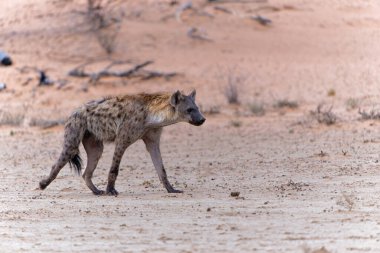 Benekli sırtlan (Crocuta crocuta) Güney Afrika 'daki Kgalagadi Transfrontier Parkı' nın kuru kırmızı kumullarında yiyecek arıyor