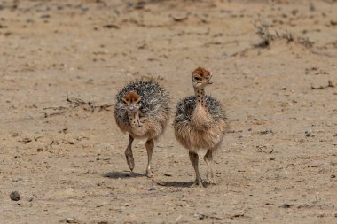 Güney Afrika 'daki Kalahari Çölü' nün kırmızı kum tepelerindeki Kgalagadi Sınır Aşan Parkı 'nda yiyecek arayan yavrularla birlikte devekuşu (Struth io camelus) ailesi.