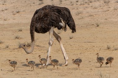 Güney Afrika 'daki Kalahari Çölü' nün kırmızı kum tepelerindeki Kgalagadi Sınır Aşan Parkı 'nda yiyecek arayan yavrularla birlikte devekuşu (Struth io camelus) ailesi.