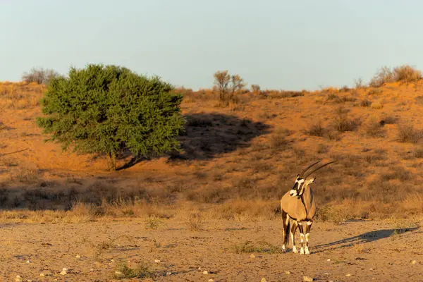 Oryx Oryx Afrika Atau Gemsbok Oryx Gazella Mencari Makanan Bukit — Stok Foto