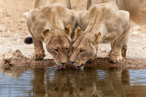 Güney Afrika 'daki Kgalagadi Transfrontier Parkı' ndaki Nossob su birikintisinde aslanlar içiyor.