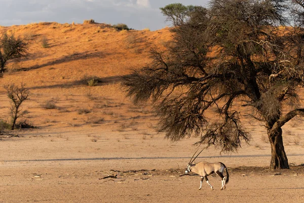 Oryx Africký Oryx Nebo Gemsbok Oryx Gazella Hledá Potravu Suchých — Stock fotografie