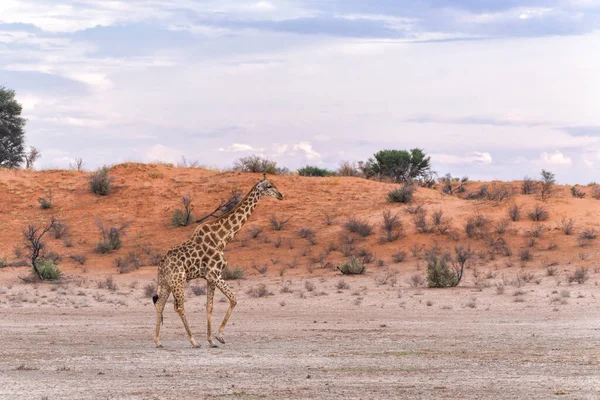 Žirafa Samec Procházky Krásné Krajině Mraky Červené Písečné Duny Kgalagadi — Stock fotografie