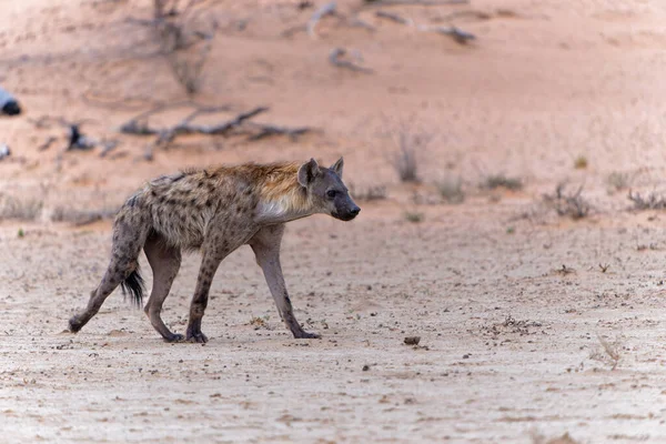 Gespot Hyena Crocuta Crocuta Zoek Naar Voedsel Droge Rode Duinen — Stockfoto