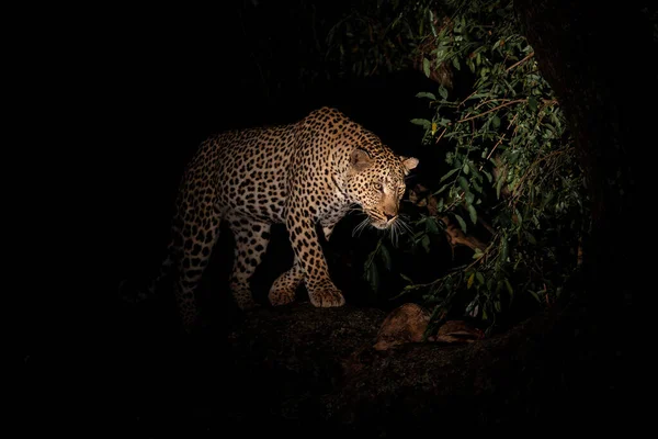 Leopard Malam Hari Macan Tutul Jantan Panthera Pardus Melindungi Mangsanya — Stok Foto