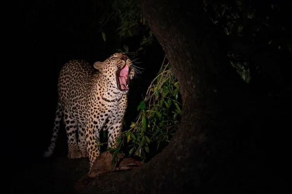 Leopard Malam Hari Macan Tutul Jantan Panthera Pardus Melindungi Mangsanya — Stok Foto