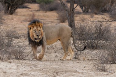 Kara Kalahari Aslanı (Panthera aslanı) Kalahari Çölü 'nün kumlarında yürüyor. Bu baskın erkek aslan avını Güney Afrika 'daki Kgalagadi Sınır Aşan Parkı' nda koruyordu..