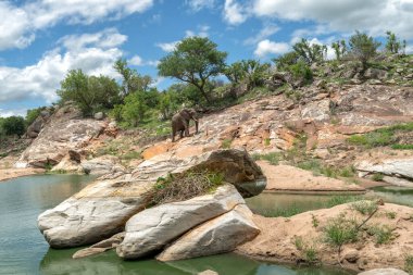 Kayalıklardaki filler. Bu fil boğaları Kruger Ulusal Parkı 'nda kayalık bir yerde su içtikten sonra bir tepenin kayalıklarına tırmanıyorlar..