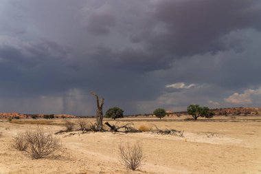 Kalahari 'de fırtına var. Nossob nehir yatağındaki parkın kuzey parkındaki Kgalagadi Transfrontier Parkı 'nın güzel manzarasının üzerinde sağanak yağış alan büyük bulutlar..