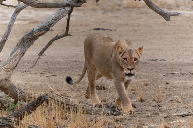 Güney Afrika 'daki Kgalagadi Sınır Aşan Parkı' ndaki Kalahari Çölü 'nde yürüyen aslan (Panthera leo).