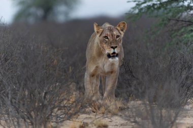 Güney Afrika 'daki Kgalagadi Sınır Aşan Parkı' ndaki Kalahari Çölü 'nde yürüyen aslan (Panthera leo).