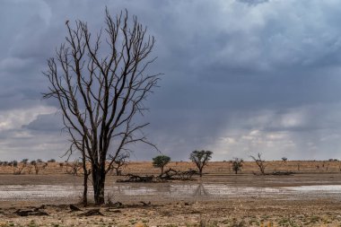 Kalahari 'de fırtına var. Nossob nehir yatağındaki parkın kuzey parkındaki Kgalagadi Transfrontier Parkı 'nın güzel manzarasının üzerinde sağanak yağış alan büyük bulutlar..