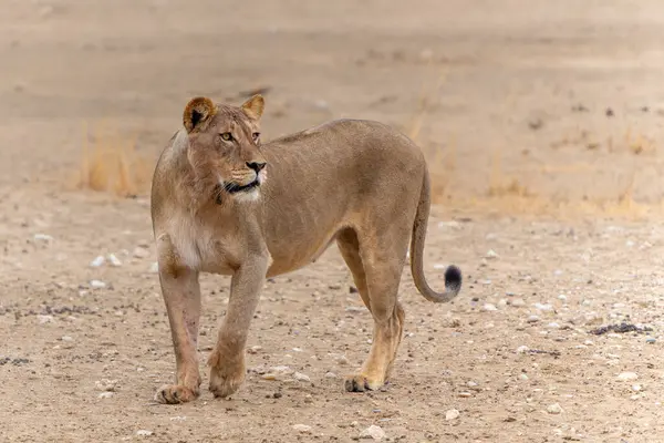 Güney Afrika 'daki Kgalagadi Sınır Aşan Parkı' ndaki Kalahari Çölü 'nde yürüyen aslan (Panthera leo).