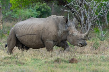 Beyaz gergedan, beyaz gergedan veya kare dudaklı gergedan (Ceratotherium simum) Güney Afrika 'daki Waterberg Bölgesi' ndeki bir oyun parkının düzlüklerinde bulunur.