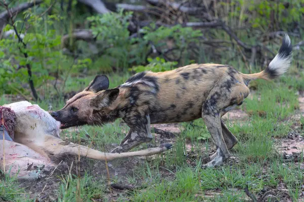 Wild dog (Lycaon pictus), also known as the painted dog or Cape hunting dog, feeding and hanging around after catching an impala in a game reserve in the Waterberg Area in South Africa
