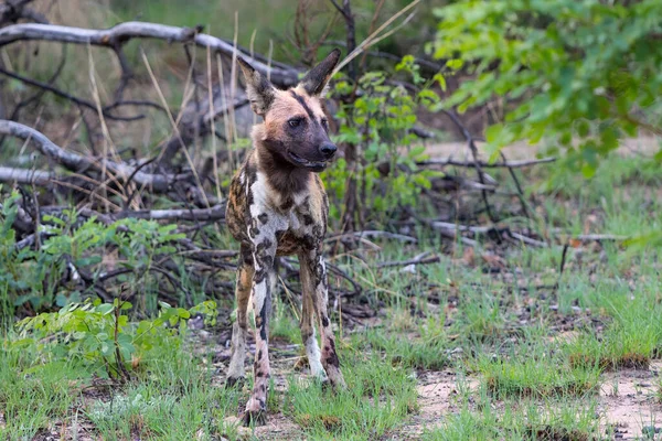 Wild dog (Lycaon pictus), also known as the painted dog or Cape hunting dog, feeding and hanging around after catching an impala in a game reserve in the Waterberg Area in South Africa