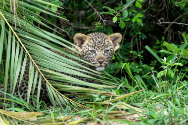 Leopar yavrusu hareket halinde. Bu genç leopar yavrusu, Güney Afrika 'nın en büyük Kruger bölgesindeki Sabi Sands oyun parkında annesini dikkatle ve huzursuzca takip ediyordu.