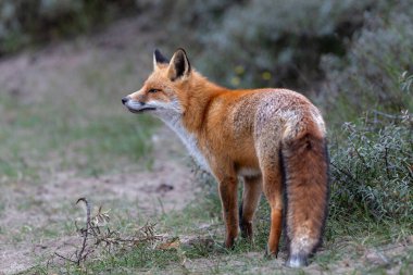 Red Fox (Vulpes Vulpes) searching for food in the dunes of the Amsterdam water supply area near the village of Zandvoort