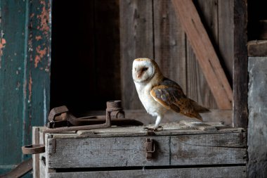      Hollanda 'nın Gelderland kentindeki eski bir ahırda oturan ahır baykuşu (Tyto alba).                          