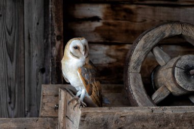      Hollanda 'nın Gelderland kentindeki eski bir ahırda oturan ahır baykuşu (Tyto alba).                          