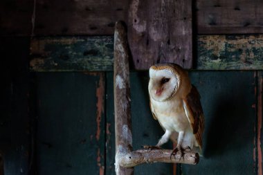      Hollanda 'nın Gelderland kentindeki eski bir ahırda oturan ahır baykuşu (Tyto alba).                          