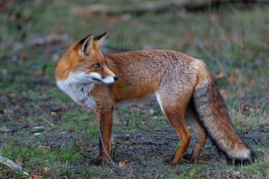 Red Fox (Vulpes Vulpes) searching for food in the dunes of the Amsterdam water supply area near the village of Zandvoort