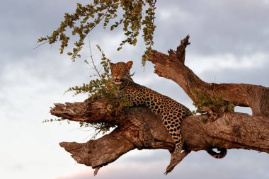 Leopard (Panthera Pardus) resting in a Mashatu tree in the late afternoon in Mashatu Game Reserve in the Tuli Block in Botswana clipart