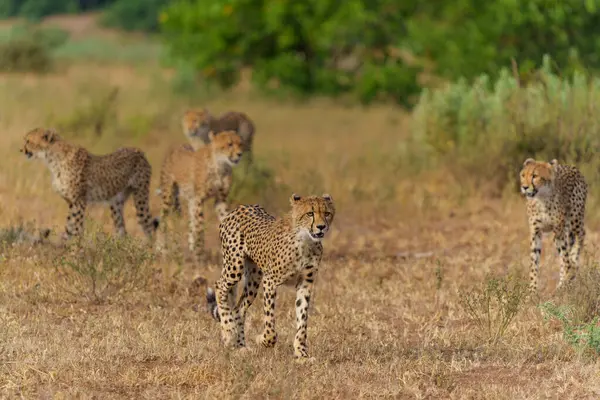 Cheetah Acinonyx Jubatus Sub Adulte Marchant Grimpant Jouant Fin Après — Photo