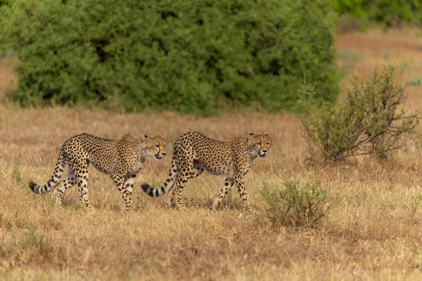 Cheetah Acinonyx Jubatus Sub Adulte Marchant Grimpant Jouant Fin Après — Photo