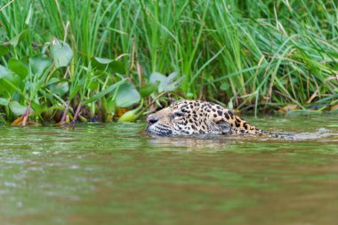 Jaguar (Panthera onca) Brezilya 'nın Mata Grosso kentindeki Kuzey Pantanal' da nehir kıyısı boyunca avlanmaktadır.