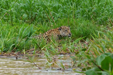 Jaguar (Panthera onca) Brezilya 'nın Mata Grosso kentindeki Kuzey Pantanal' da nehir kıyısı boyunca avlanmaktadır.