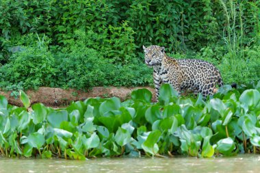 Jaguar (Panthera onca) hunting along the riverbank in the Northern Pantanal in Mata Grosso in Brazil clipart