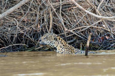 Jaguar (Panthera onca) Brezilya 'nın Mata Grosso kentindeki Kuzey Pantanal' da nehir kıyısı boyunca avlanmaktadır.