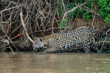 Jaguar (Panthera onca) Brezilya 'nın Mata Grosso kentindeki Kuzey Pantanal' da nehir kıyısı boyunca avlanmaktadır.