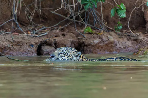Jaguar (Panthera onca) Brezilya 'nın Mata Grosso kentindeki Kuzey Pantanal' da nehir kıyısı boyunca avlanmaktadır.