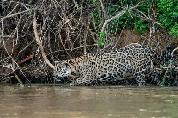 Jaguar (Panthera onca) Brezilya 'nın Mata Grosso kentindeki Kuzey Pantanal' da nehir kıyısı boyunca avlanmaktadır.