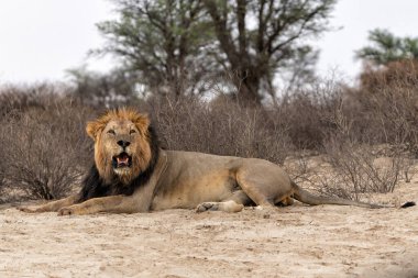 Bu baskın erkek aslan (Panthera leo) avını Kalahari Çölü 'nde koruyordu. Güney Afrika 'daki Kgalagadi Sınır Aşan Parkı' nda.