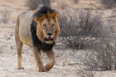 Bu baskın erkek aslan (Panthera leo) avını Kalahari Çölü 'nde koruyordu. Güney Afrika 'daki Kgalagadi Sınır Aşan Parkı' nda.