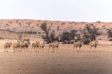 The common eland, also known as the southern eland or eland antelope (Taurotragus oryx) walking to a waterhole in the Kgalagadi Transfrontier Park in South Africa. clipart