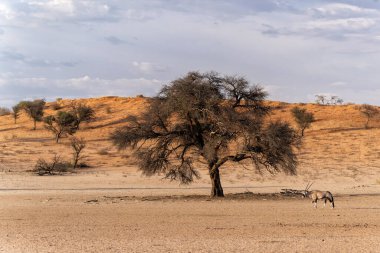 Afrika antilobu, Afrika antilobu veya Afrika antilobu (Oryx gazella) Güney Afrika 'daki Kgalagadi Transfrontier Parkı' nın kuru kırmızı kumullarında su ve yiyecek aramaktadır.