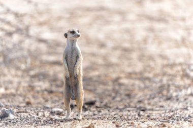 Meerkat (Suricata suricatta), Güney Afrika 'daki Kgalagadi Transfrontier Parkı' ndaki Kalahari 'de yiyecek arayışı içinde bulunan Suricata Suricatta.