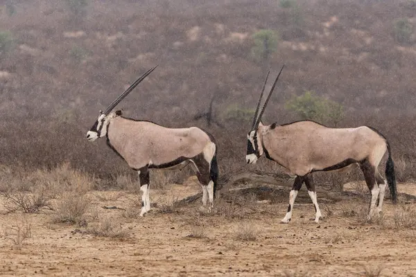 Oryx Oryx Afrika Atau Gemsbok Oryx Gazella Mencari Air Dan — Stok Foto